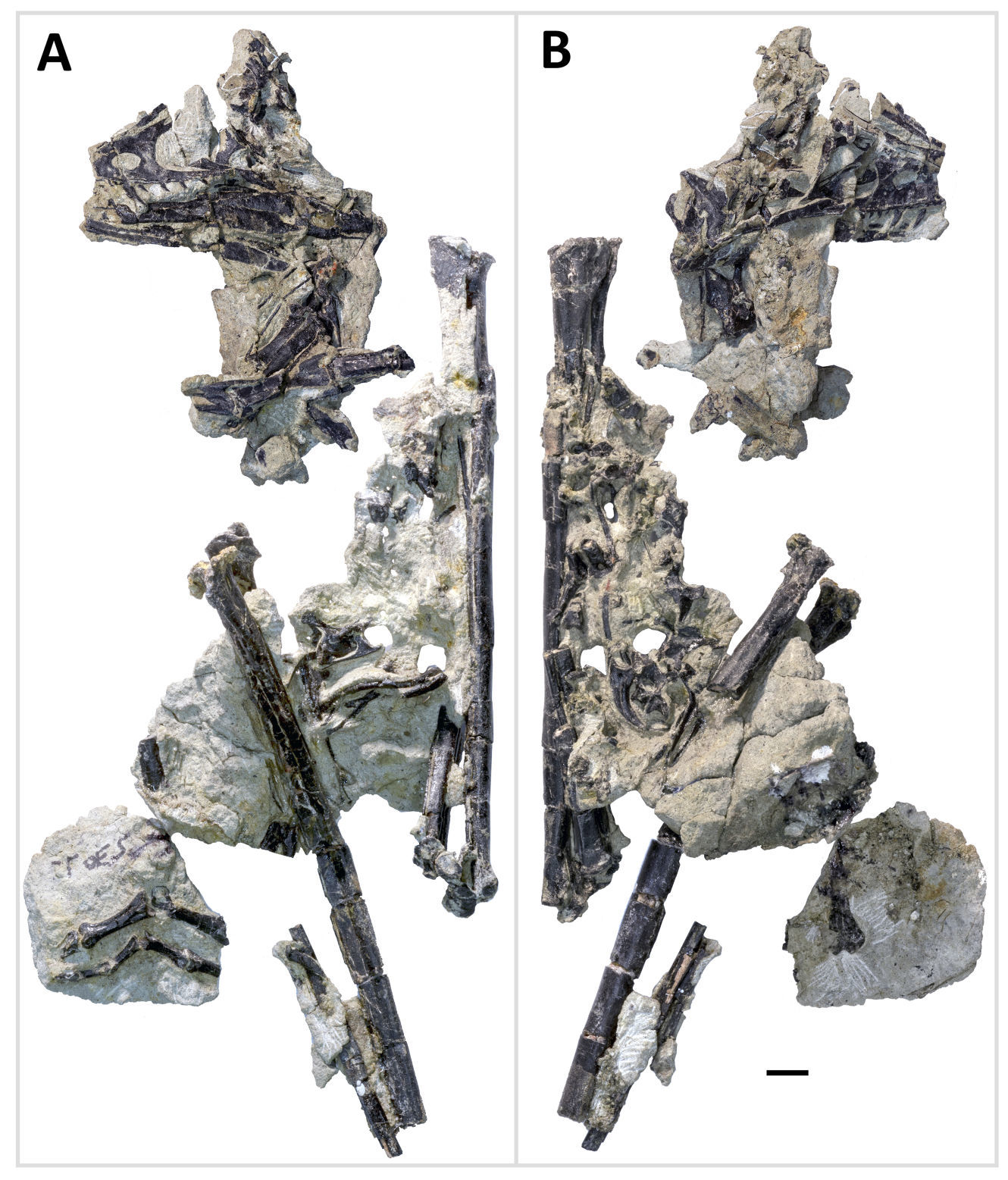 UW team helps rewrite evolution of birds with new discovery